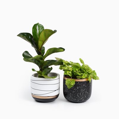 Bloempotten Binnen - Keramiek - Gouden Rand - Bloempot buiten - Afvoergat 24 - Small Set van 3 - 15 cm 1