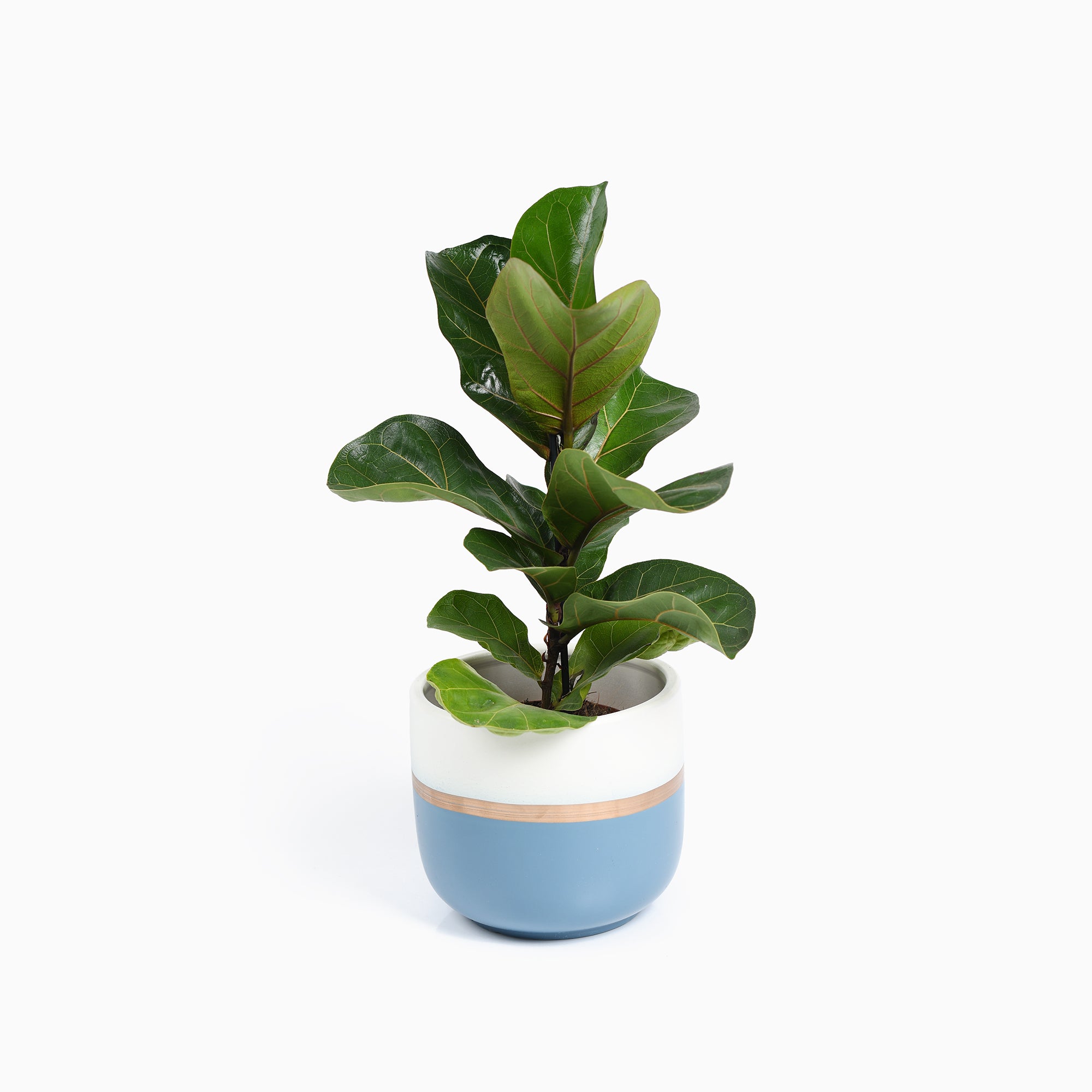 Bloempotten Binnen – Medium Set van 2 - Keramiek - Gouden Rand - Bloempot buiten - Afvoergat - ⌀19 cm – Wit Blauw / Navy