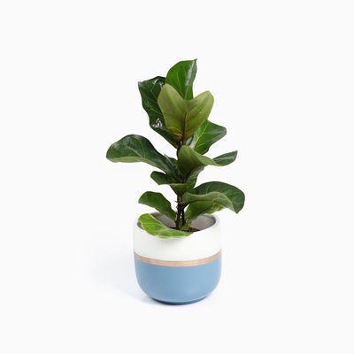 Bloempotten Binnen - Keramiek - Gouden Rand - Bloempot buiten - Afvoergat 24 cm - Blauw Wit – Groot