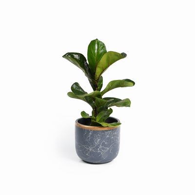 Bloempotten Binnen - Keramiek - Gouden Rand - Bloempot buiten - Afvoergat 24 cm - Grijs – Groot